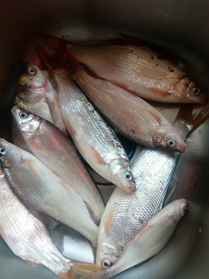 鲫鱼连杆,没想到黄尾鱼也来凑热闹!给力吧! 自制饵料钓鲫鱼