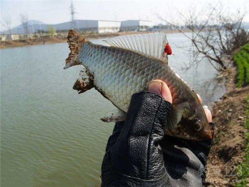 傳統釣技巧