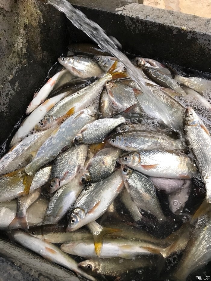 紧水滩之旅 化氏饵料钓鲮鱼 钓鱼之家