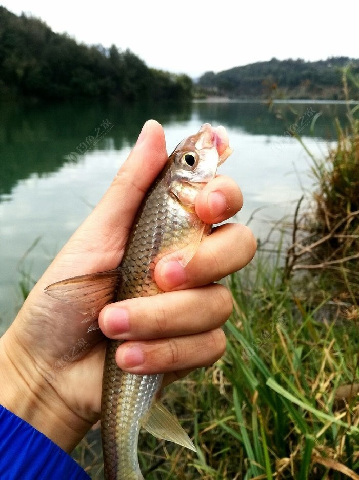 流溪河成功解锁重唇鱼…… - 钓鱼之家