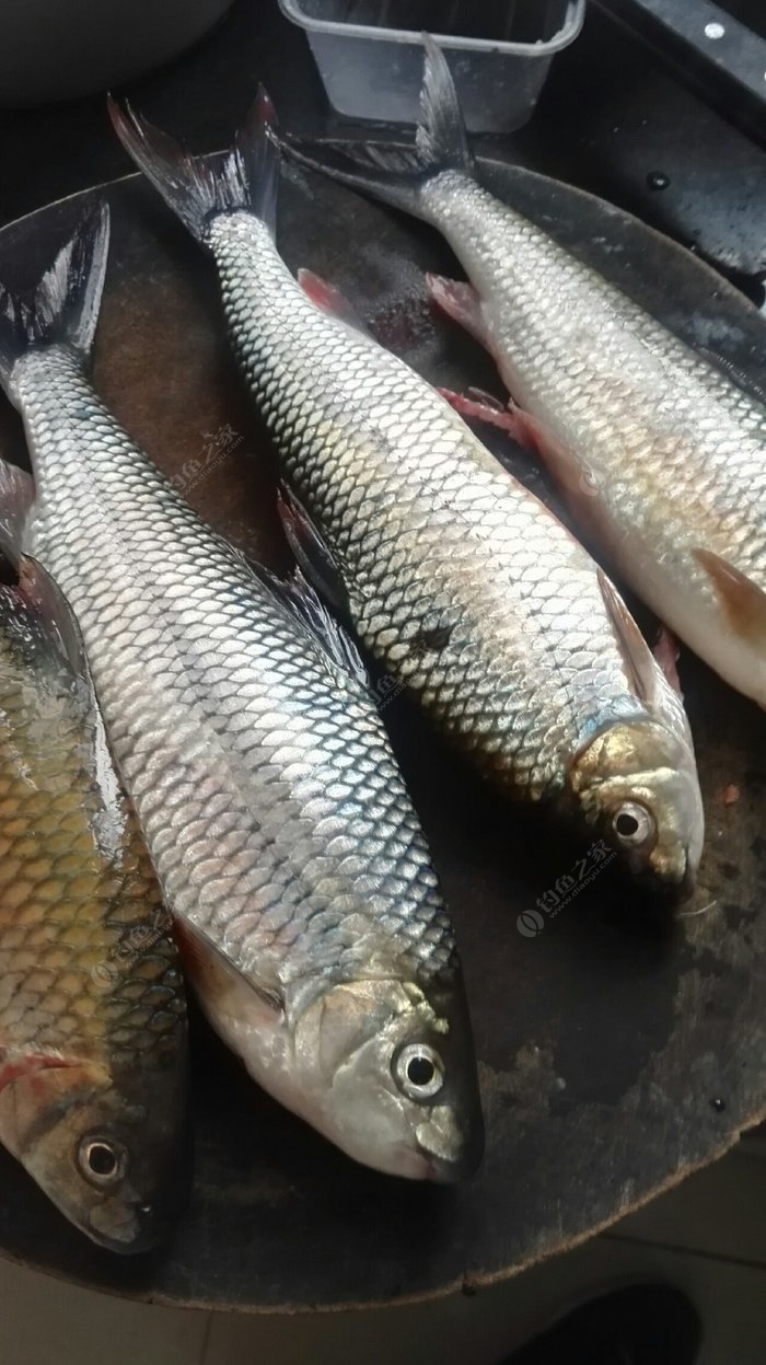 龙江河里的清水河鱼,味道好小刺多.