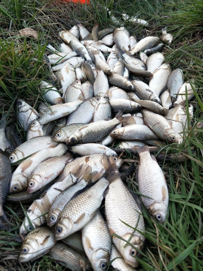 淮河支流野钓,挺给力,鲫鱼小爆护,鲤鱼也不少,没带鲤鱼食