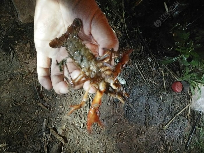 夜钓竟然遇到龙虾群