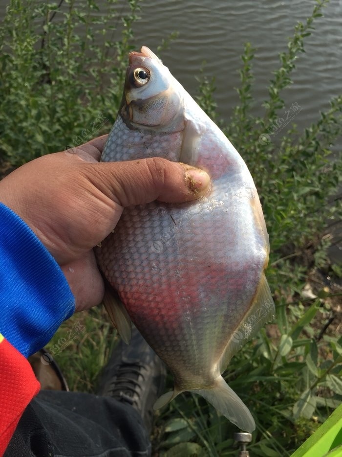 鳊鱼混子小练杆 化氏饵料钓草鱼