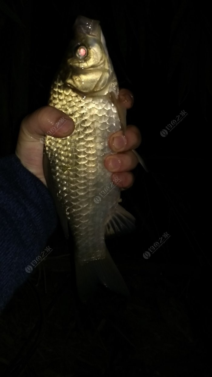 夜钓花碑,半斤鲫鱼 丸九饵料钓鲤鱼