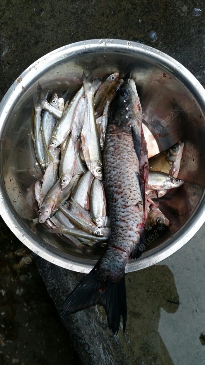 昨天紧水滩水库11斤鱼获,水我今年钓最多一次 老鬼饵料钓翘嘴