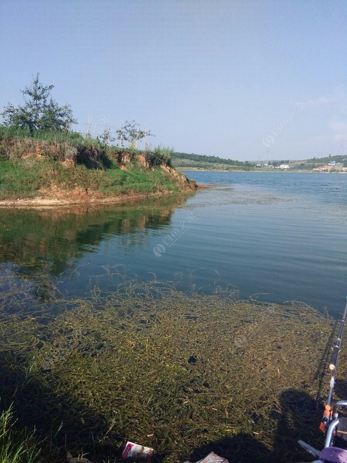 又战永丰水库 蚯蚓饵料钓鲫鱼