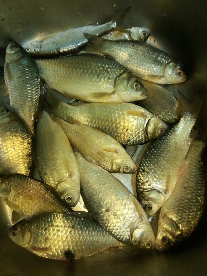 钓鱼好季节,鱼获满满多. 红虫饵料钓鲫鱼