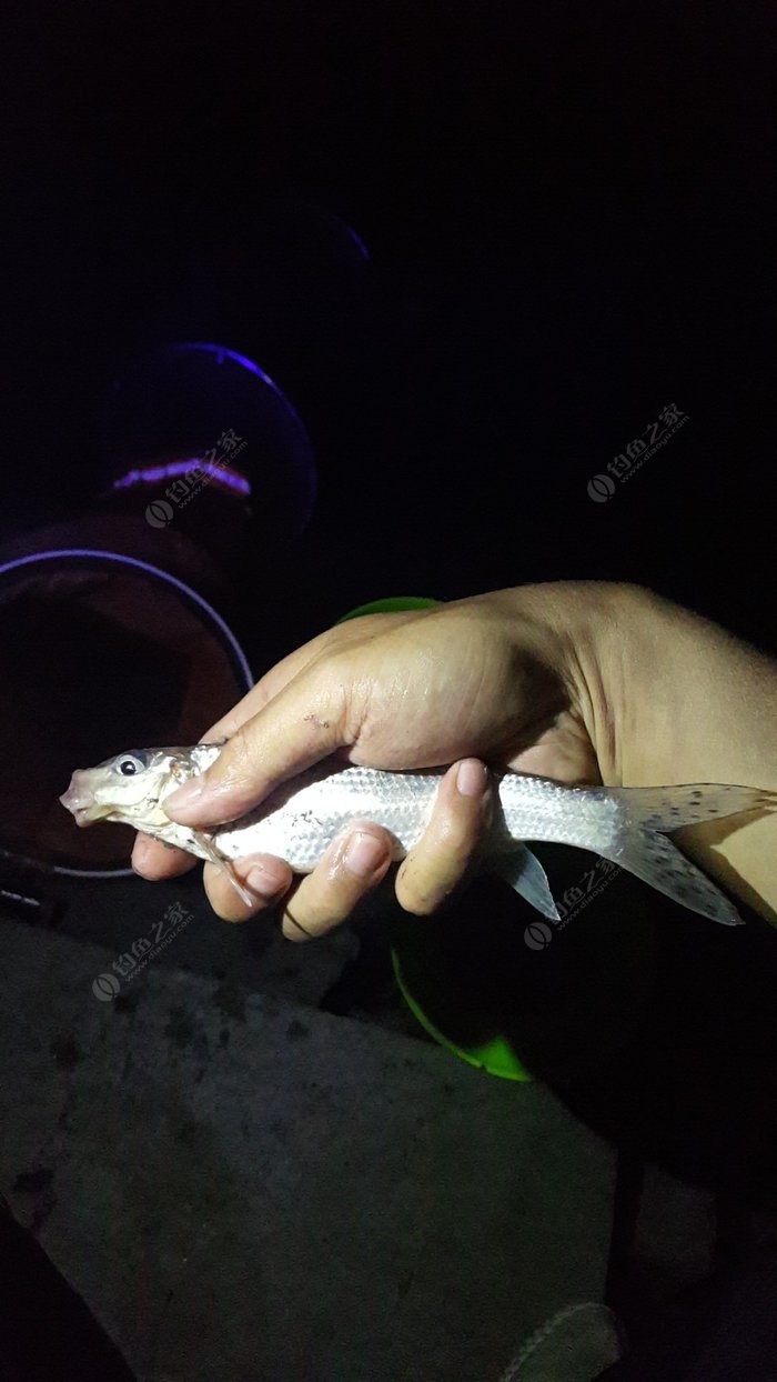 中间钓了个这,没文化不知道啥鱼,请教了一圈,才知道是蛇鮈(船钉子)唉