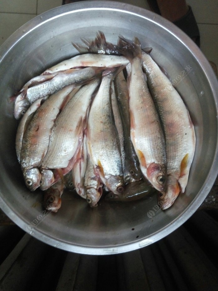 介绍一种珍贵的冷水鱼品种----茴鱼