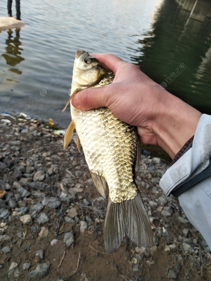 淇河野钓鲫鱼鲤鱼123