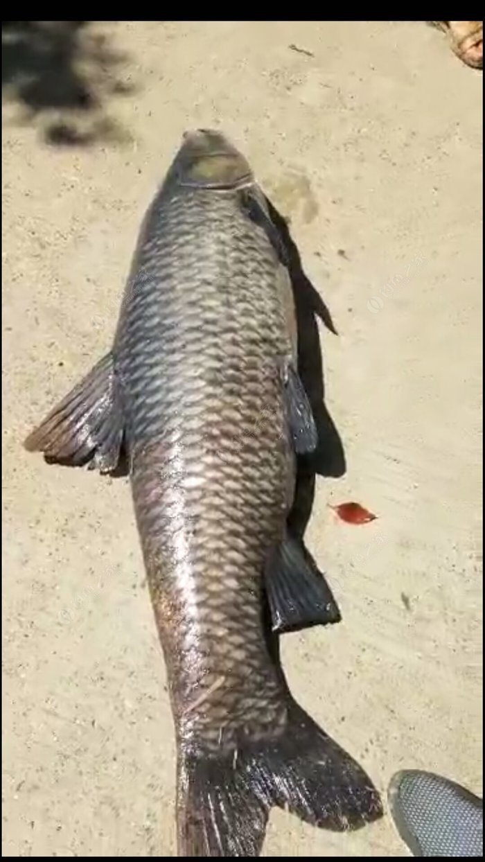 大鱼! 自制饵料钓青鱼