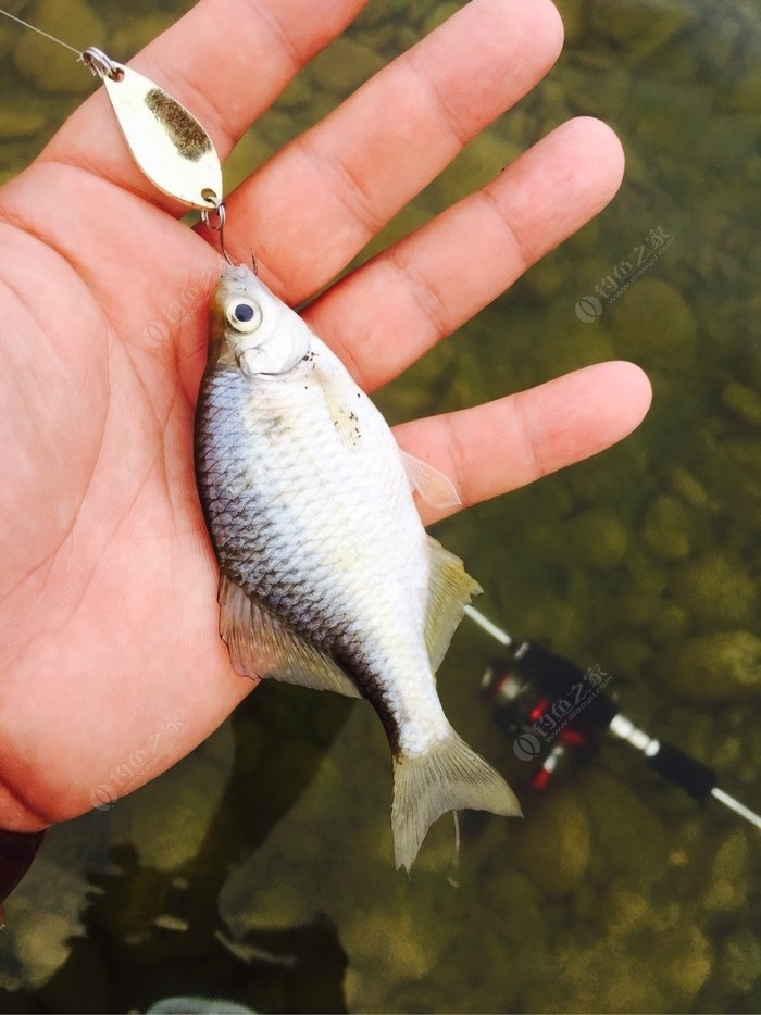 洛河路亚一个半小时 意想不到的连杆 拟饵钓马口鱼