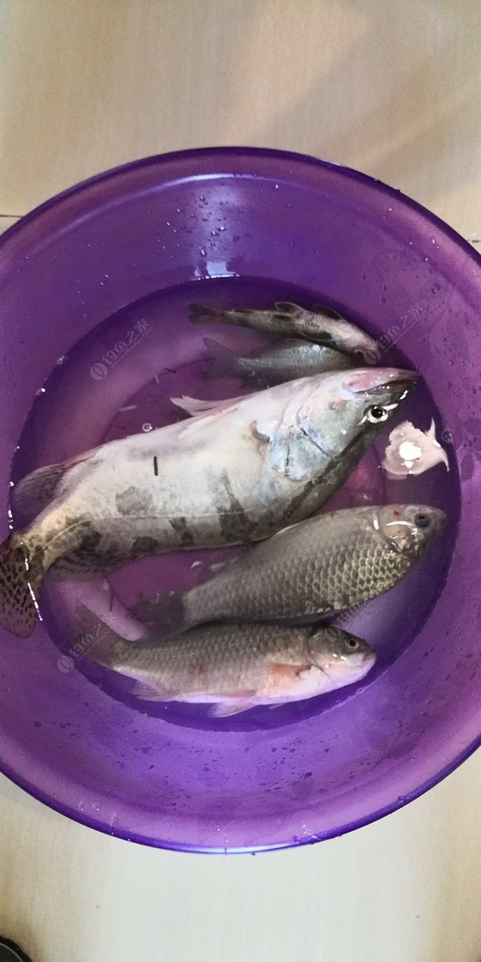 補發下上週江邊魚獲,第一次釣到鱖魚