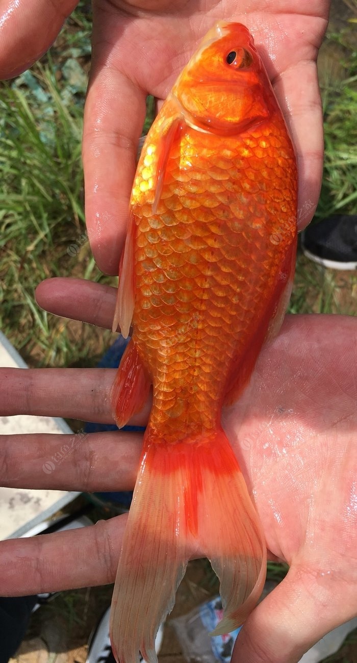 喀纳斯大红鱼图片