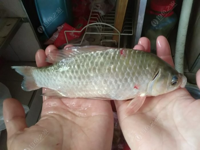 雨天,第一次釣到野生大板鯽