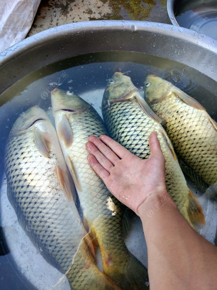 化氏饵料钓鲤鱼 