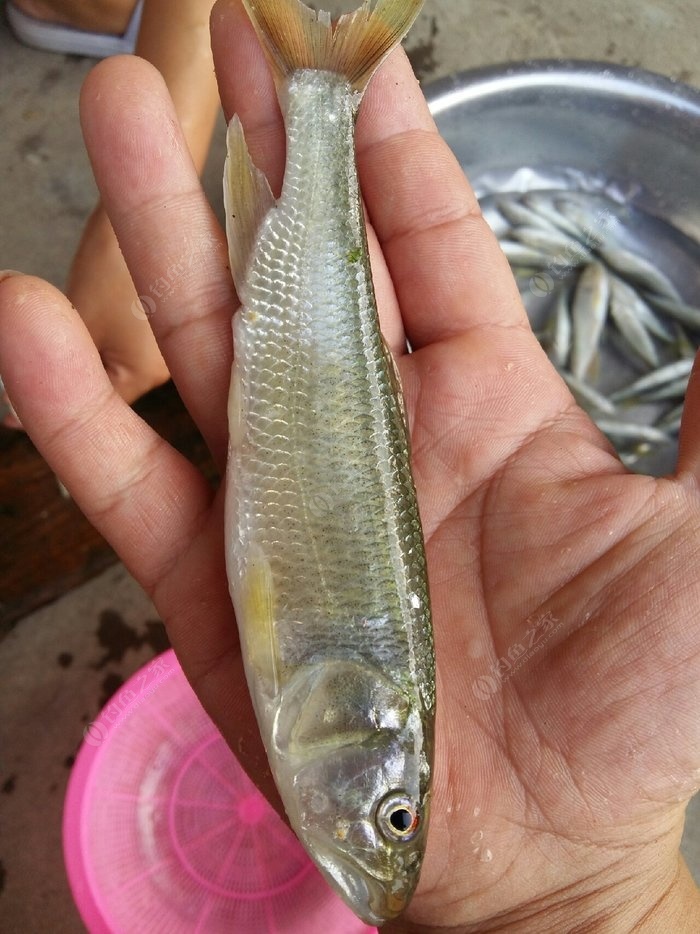 水質風景都不錯,純野生魚種,力道槓槓滴,馬口魚特好吃