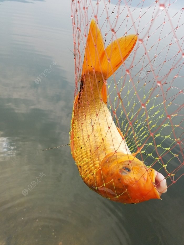 横县黄肉鲤鱼养殖图片