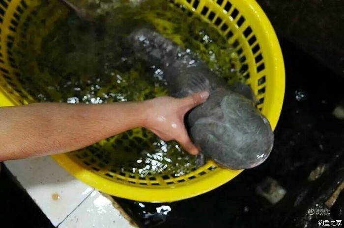 四川岩团鱼图片