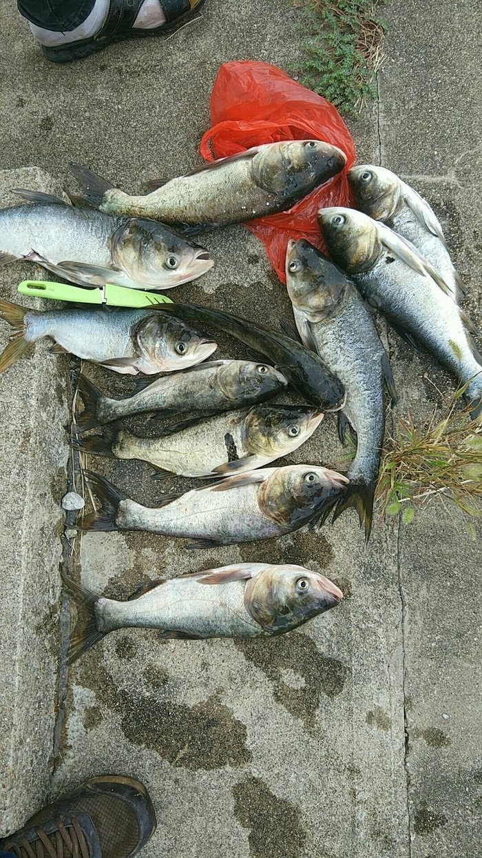 太湖釣花鰱 自制餌料釣鰱鱅魚