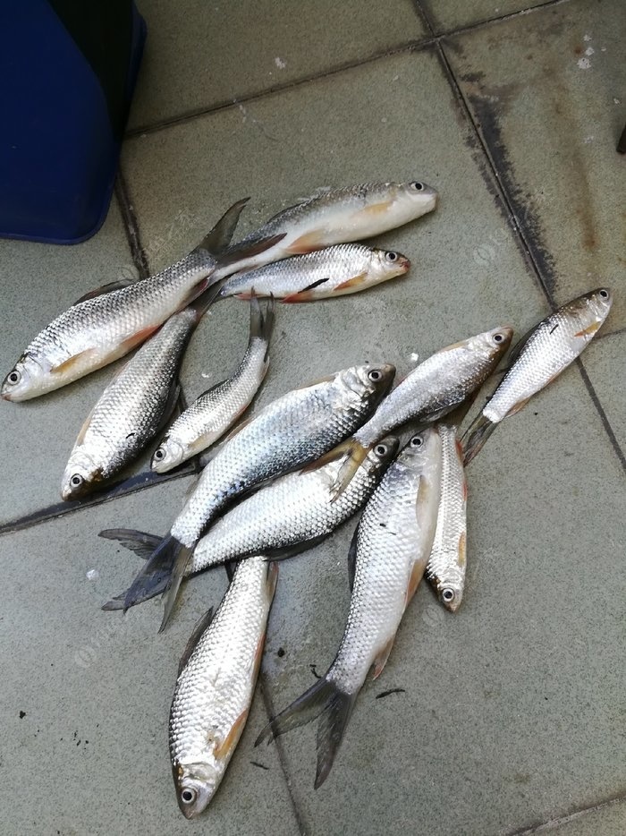 今天小鯪大鯉 自制餌料釣鯪魚