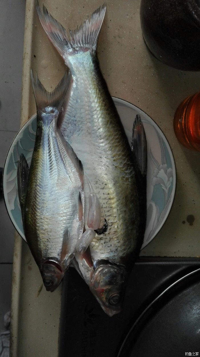 釣 場: 江河 餌 料: 翻板 魚 種: 鯉魚,草魚,鯿魚 直接發圖,混子