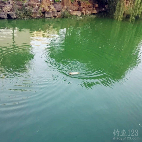 釣鯉魚