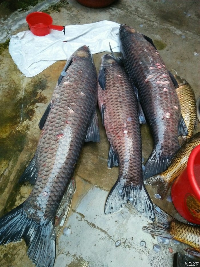 一年一次的野钓体验 自制饵料钓青鱼