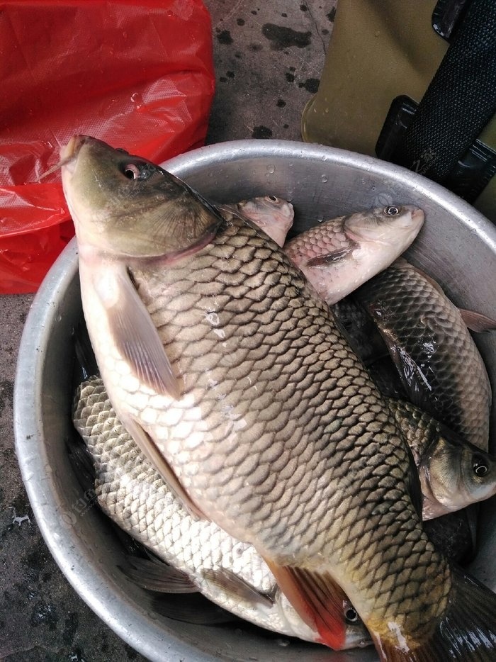 野河钓鲫鱼 化氏饵料钓鲤鱼