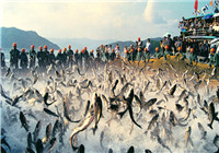 秋季水庫釣鰱鳙魚的餌料搭配方法（上）