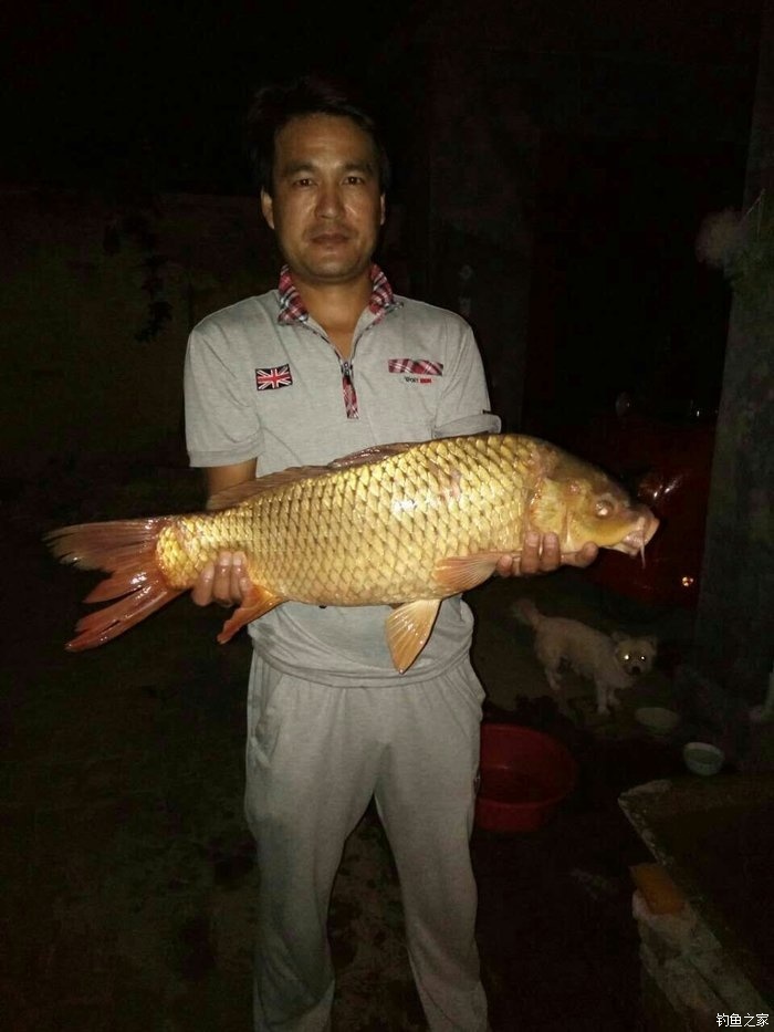 胡一统黄河大鲤鱼图片