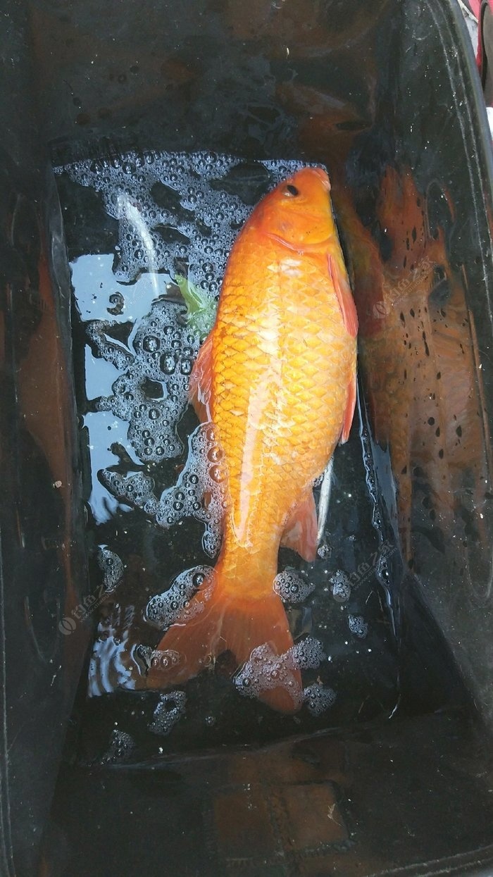 温州红田鱼图片