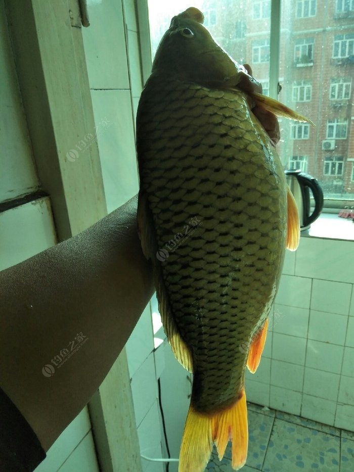 自制餌料釣鯉魚