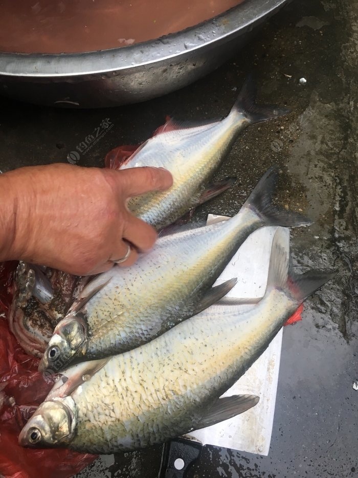 今天又是野釣小王子,釣魚之家的餌料不錯 釣魚之家餌料釣鯿魚