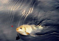 淡水鱼的四种生活习性解析