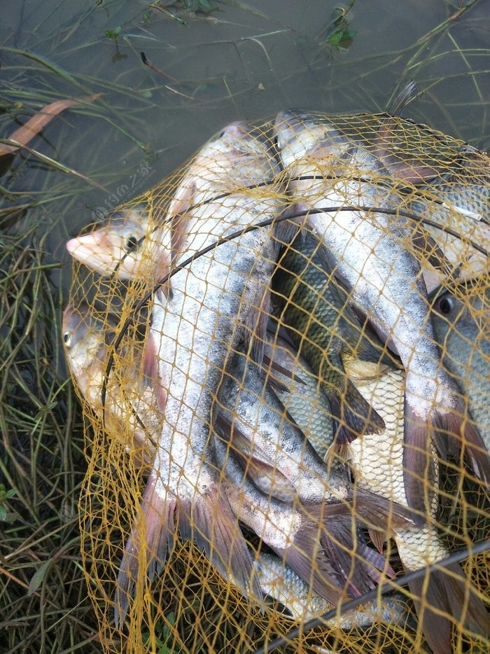 雷州西湖水库鱼吃人图片