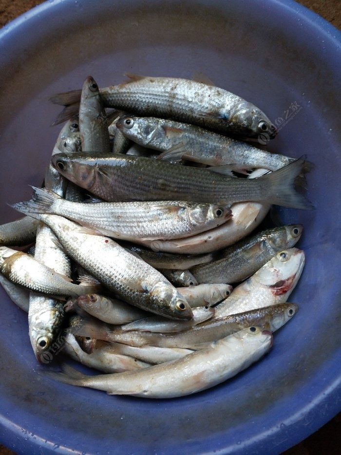 南渡江鱼类图片