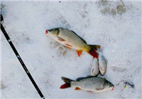 分享冬天钓鱼时钓位选择与打窝技巧（上）