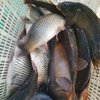 釣魚新手求爆連