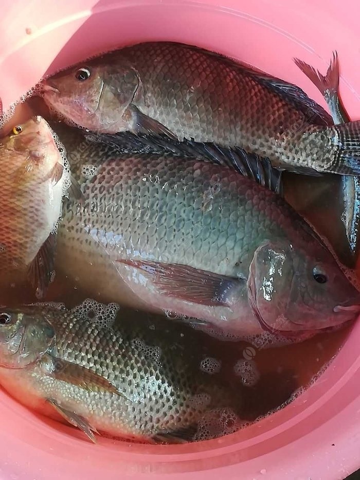 冬天能上羅非的怕只有馬堵山了. 老鬼餌料釣羅非魚