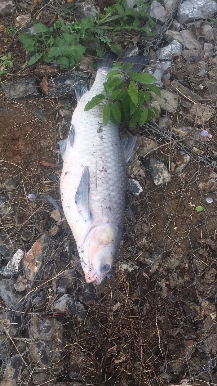 小杆搏大物,野钓青鱼一尾