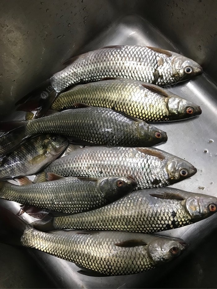 沃背水庫狂拉 釣魚之家餌料釣鯪魚