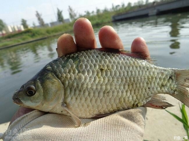 大鯽大鯉. 龍王恨餌料釣草魚