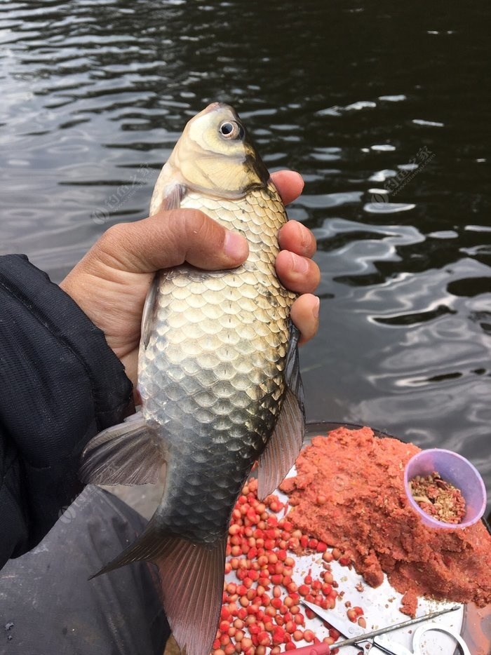 發下今天漁獲 還是高中水庫 - 釣魚之家