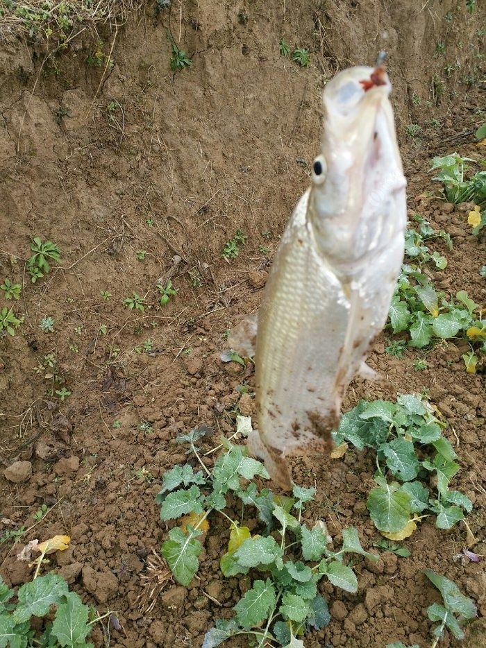 第二次來釣,又是半桶,白魚還可以 紅蟲餌料釣鯽魚