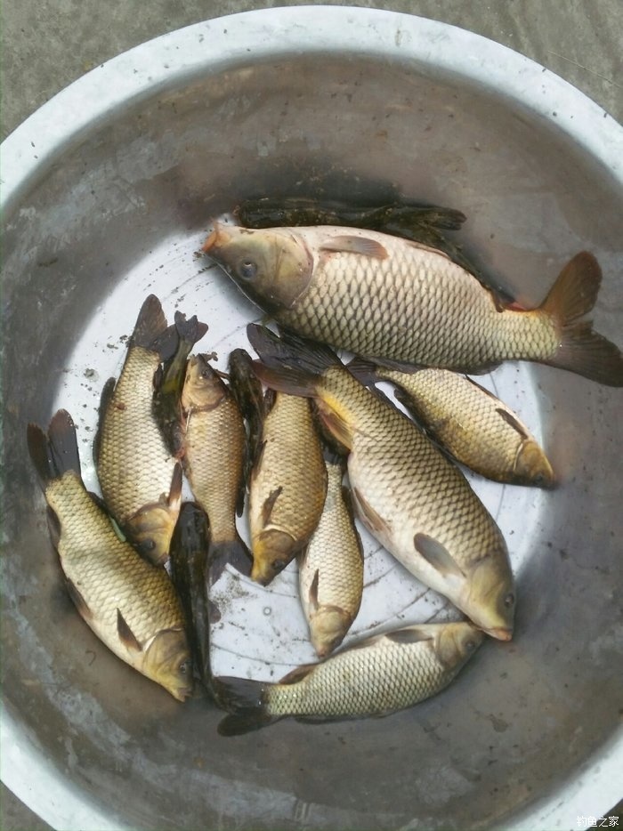 蚯蚓饵料钓黄颡鱼 