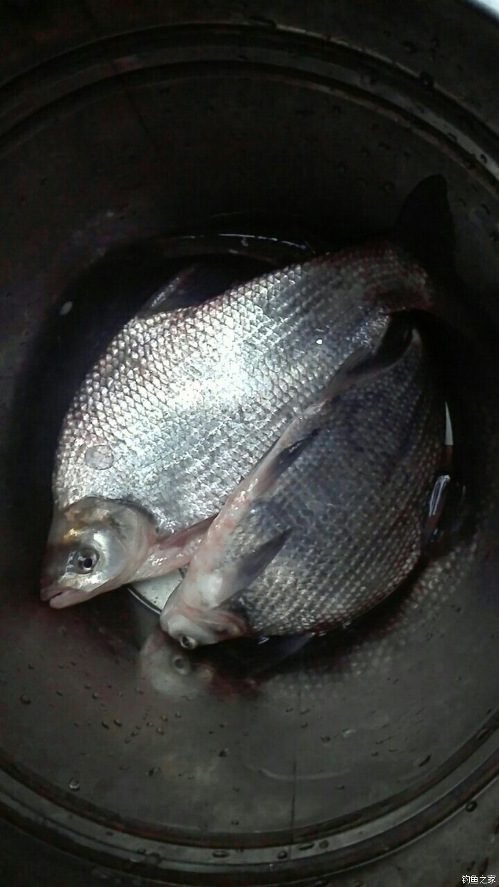 新年第一次 老鬼饵料钓鳊鱼