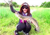 《路亚视频》泰国美女外出野钓中获黑鱼