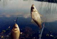 野釣鯽魚常用的避開雜魚方式